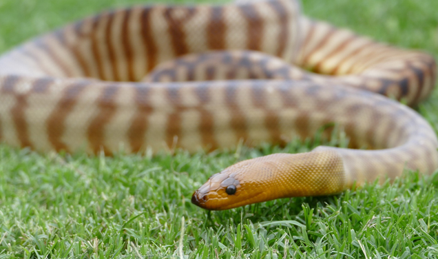 RSPCA Woma Python curled on grass during summer